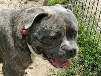 Jackson, Bully pocket à adopter