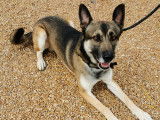 Rocky, croisé Berger Allemand à l'adoption