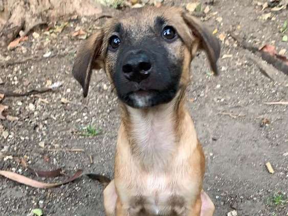 Chiot mâle croisé Berger à adopter