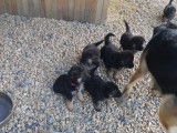 Magnifiques chiots Berger Allemand à réserver pour le 1 novembre 21