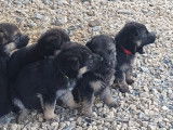 Magnifiques chiots Berger Allemand à réserver pour le 1 novembre 21