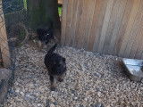 Magnifiques chiots Berger Allemand à réserver pour le 1 novembre 21