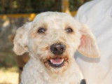 Femelle adulte croisé Caniche robe crème 10 ans à adopter
