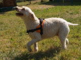 Femelle adulte croisé Caniche robe crème 10 ans à adopter