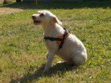 Femelle adulte croisé Caniche robe crème 10 ans à adopter