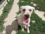 Femelle adulte croisé Caniche robe crème 10 ans à adopter