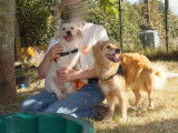Femelle adulte croisé Caniche robe crème 10 ans à adopter