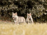 2 chiots mâles Husky à vendre