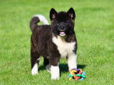 Chiots Akitas Américains à vendre