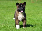 Chiots Akitas Américains à vendre