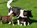 Chiots Akitas Américains à vendre