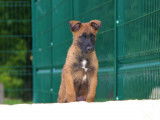 Chiots Bergers Malinois LOF à réserver
