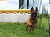 Chiots Bergers Malinois LOF à réserver