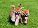 Chiots Shiba Inu à vendre