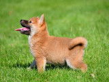 Chiots Shiba Inu à vendre