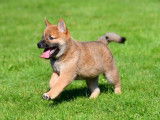 Chiots Shiba Inu à vendre