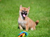 Chiots Shiba Inu à vendre