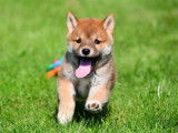 Chiots Shiba Inu à vendre