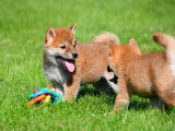 Chiots Shiba Inu à vendre