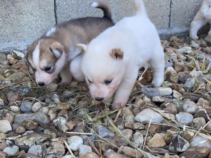 Chiots Huskies Sibériens à vendre (4 Femelles & 5 Mâles)