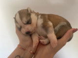 Chiots de type Husky Sib&eacute;rien &agrave; vendre (4 femelles & 5 m&acirc;les)