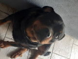 Femelle Rottweiler pour saillie