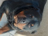 Femelle Rottweiler pour saillie