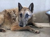 Mâle adulte de type Berger Belge Malinois robe fauve 4 ans cherche foyer