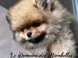 Mâle Spitz Poméranien Nain/Mini de pure race à vendre