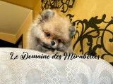 Mâle Spitz Poméranien Nain/Mini de pure race à vendre
