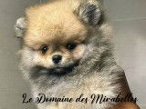 Mâle Spitz Poméranien Nain/Mini de pure race à vendre