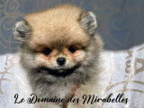 Mâle Spitz Poméranien Nain/Mini de pure race à vendre