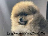 Spitz Poméranien mâle de pure race à vendre