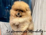 Spitz Poméranien mâle de pure race à vendre