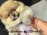 Spitz Poméranien mâle de pure race à vendre