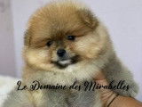 Spitz Poméranien mâle de pure race à vendre