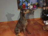 Dobermann