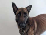 Mâle adulte de type Berger Belge Malinois 3 ans robe fauve cherche foyer