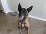 Femelle adulte de type Berger Belge Malinois robe fauve 4 ans recherche famille