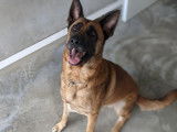 Mâle adulte croisé Berger Allemand robe fauve 3 ans cherche famille