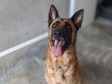Mâle adulte croisé Berger Allemand robe fauve 3 ans cherche famille