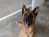 Mâle adulte croisé Berger Allemand robe fauve 3 ans cherche famille