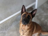 Mâle adulte croisé Berger Allemand robe fauve 3 ans cherche famille