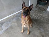 Mâle adulte croisé Berger Allemand robe fauve 3 ans cherche famille