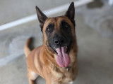 Mâle adulte croisé Berger Allemand robe fauve 3 ans cherche famille