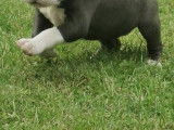 Chiots American Bully ABKC à vendre