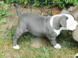 Chiots American Bully ABKC à vendre