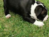 Chiots American Bully ABKC à vendre