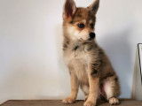 Pomsky miniature femelle à vendre