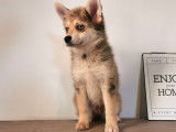 Pomsky miniature femelle à vendre